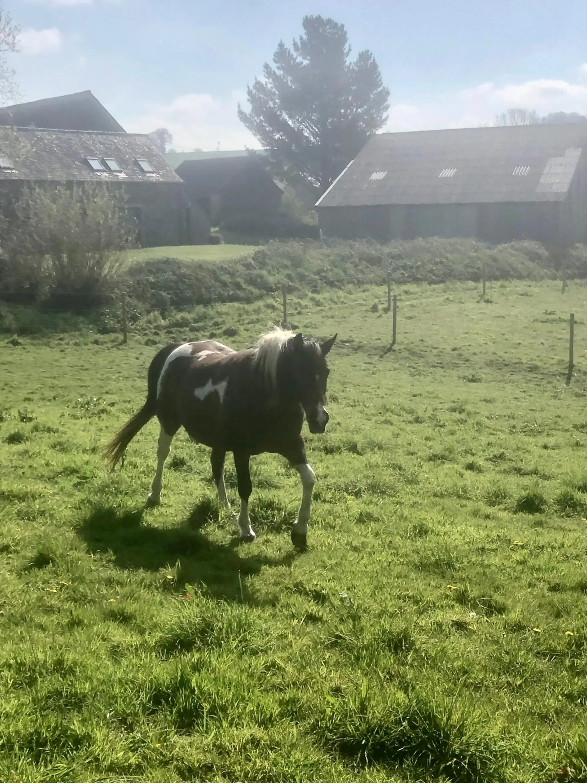 Cheval pie au pré dans les prairies du Dourdu - pension cheval prairie Finistère