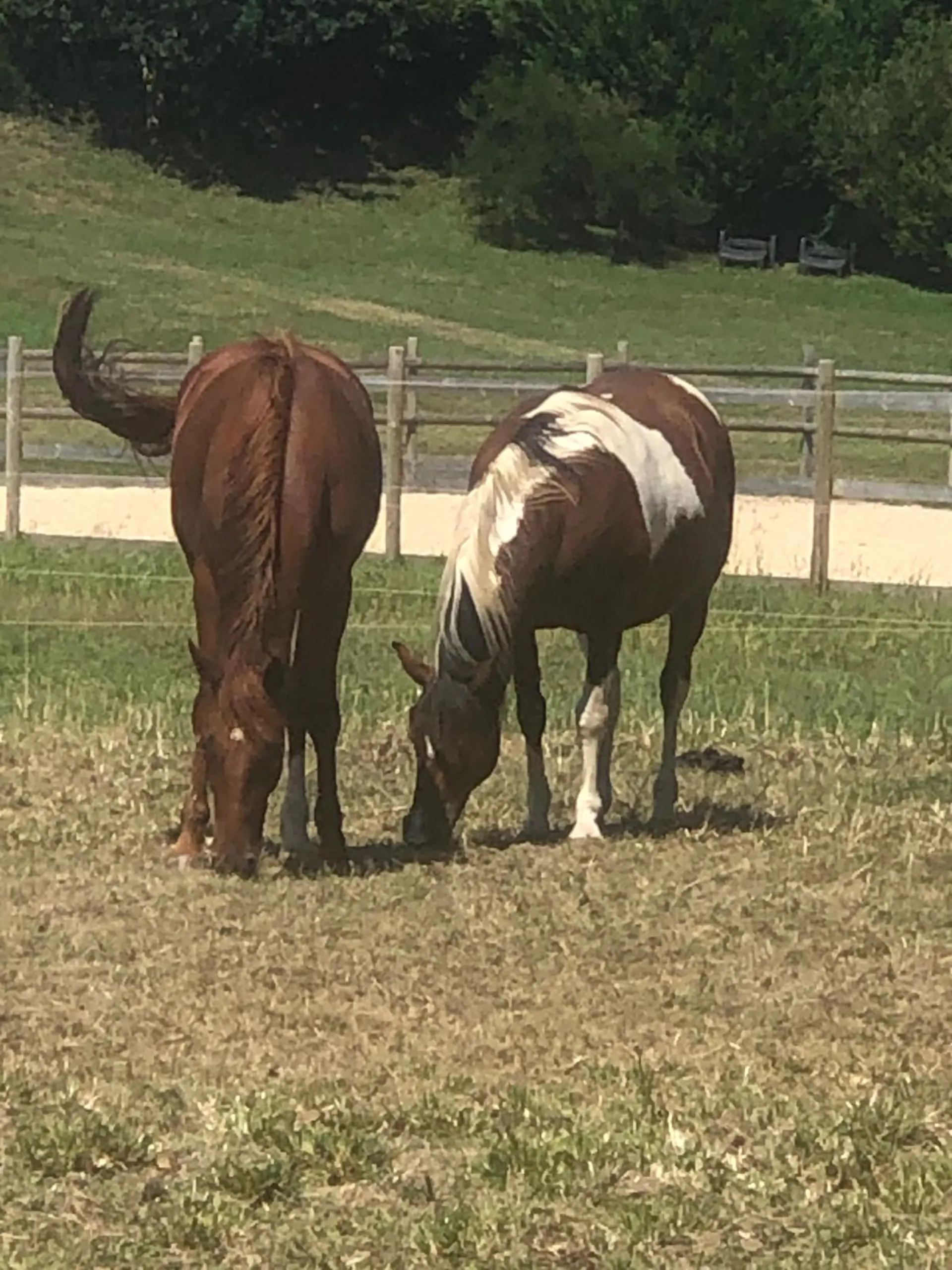 Pension chevaux pré Bretagne - chevaux en herbage 24h dans les prairies du Dourdu à Lopérec