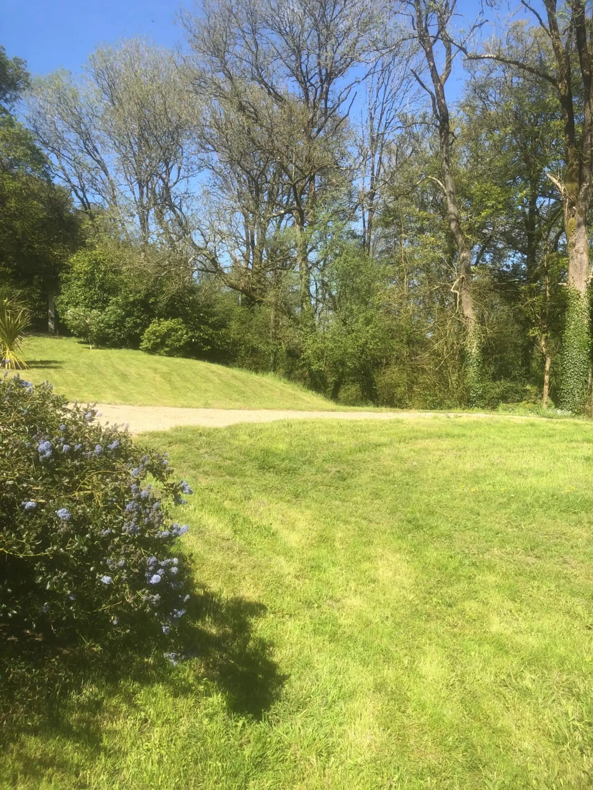Jardin avec pelouse et allée de rhododendrons