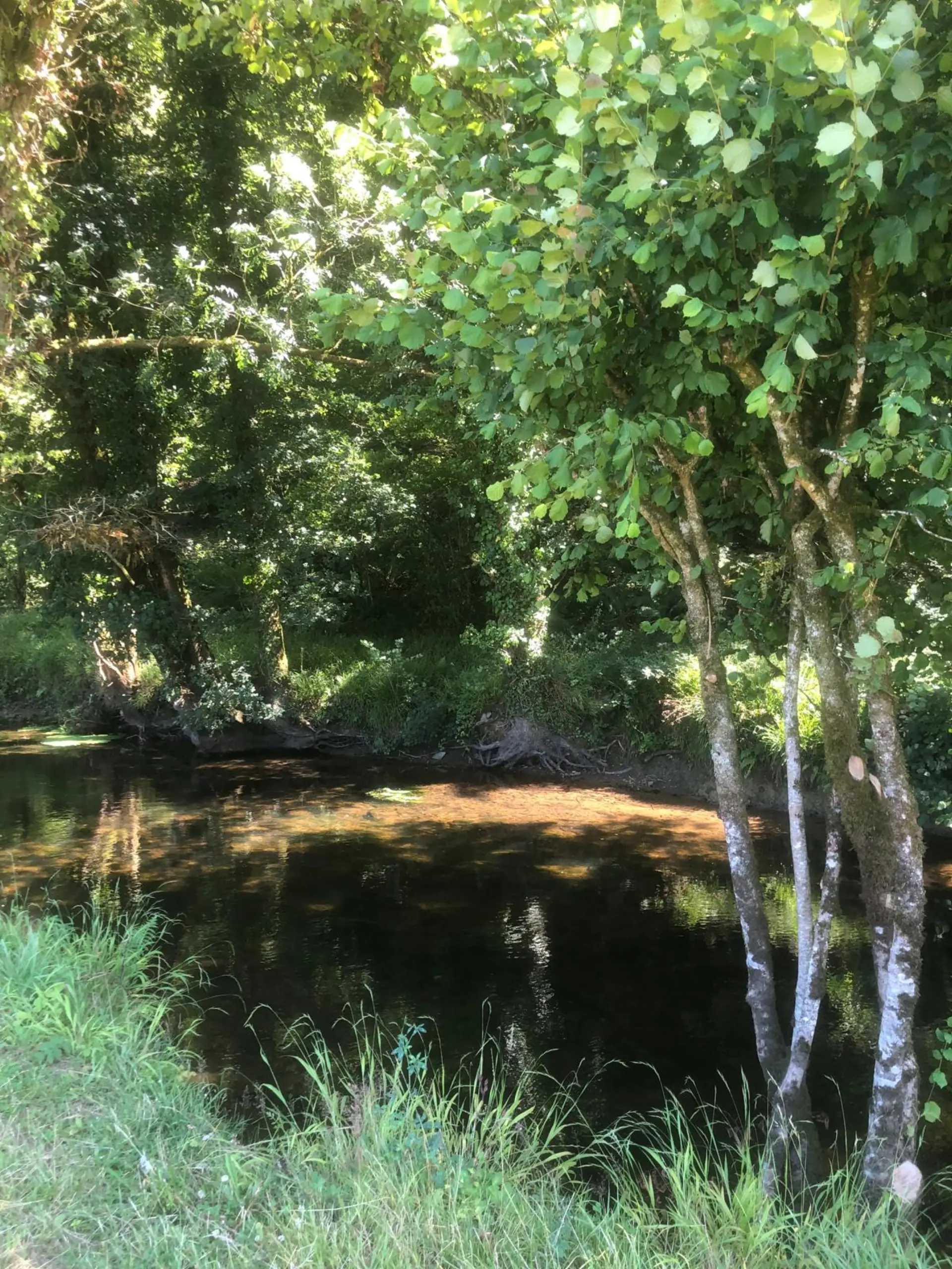 Reflets dorés sur le Dourdu, bouleaux en bordure de rivière