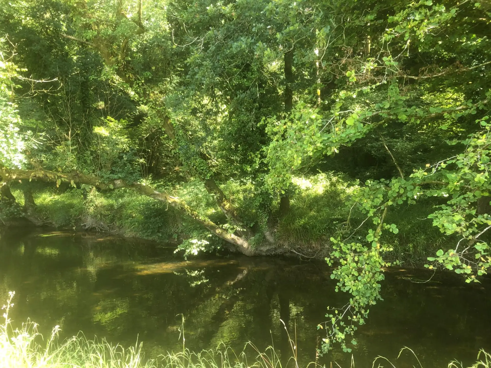 La rivière la Douffine bordée d'une végétation luxuriante à Lopérec