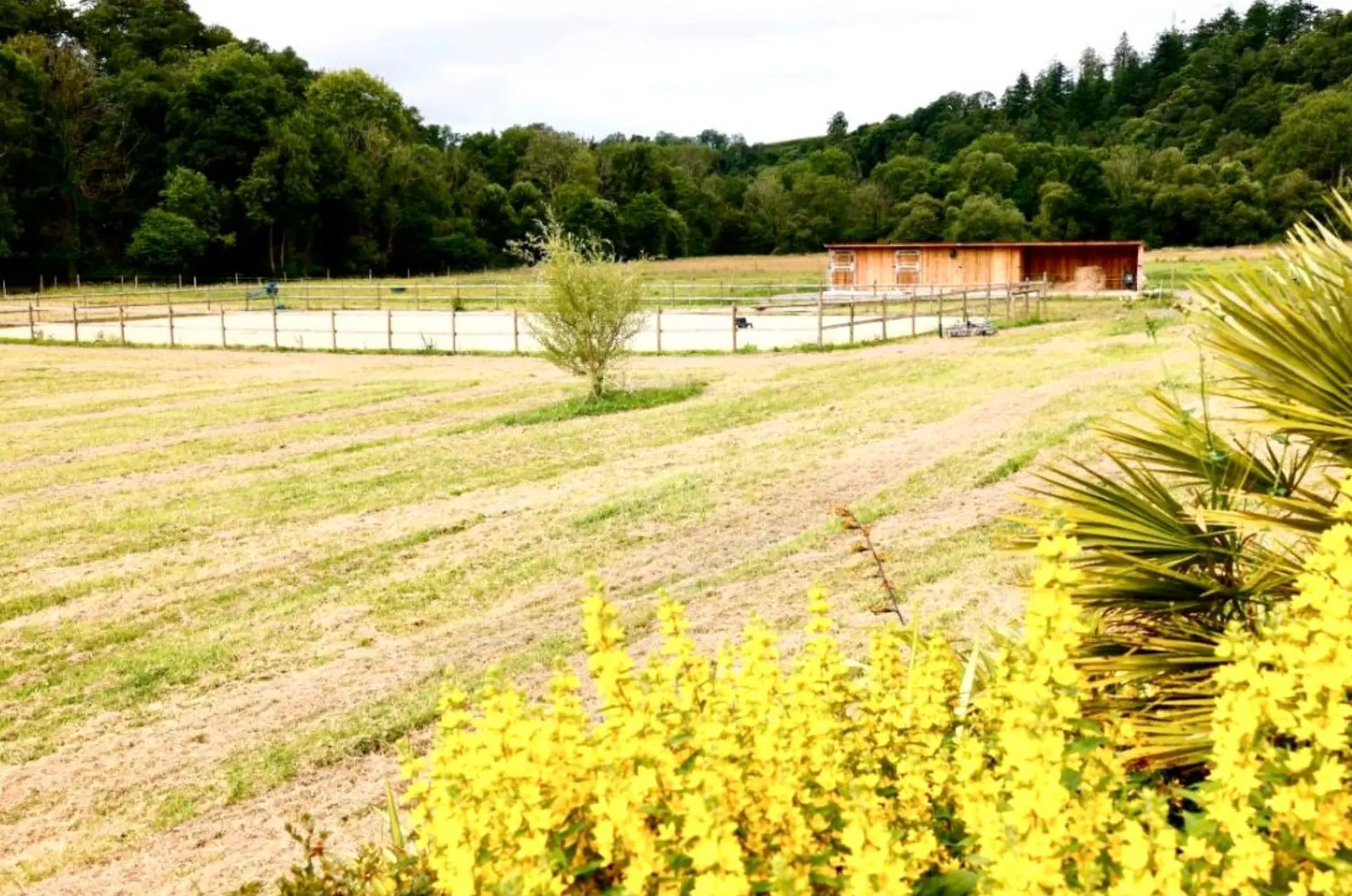 Carrière équestre sable vue d'ensemble pension cheval Finistère